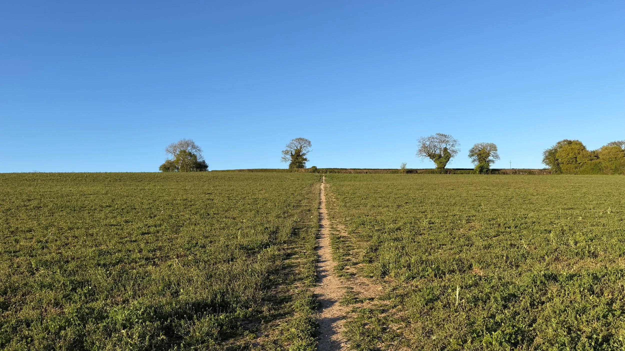 A clear path running dead centre through a green field to a line of trees on the skyline